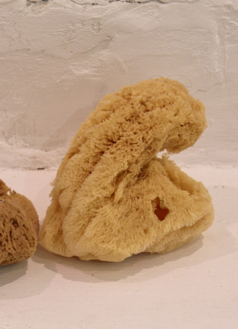 Cock Sponge, Willem Jan Smit